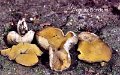 Sowerbyella rhenana-amf1419
